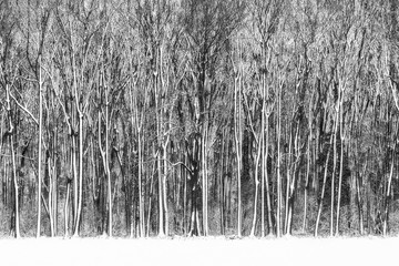 Snowy winter landscape