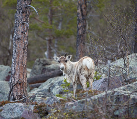 reindeer in the forest