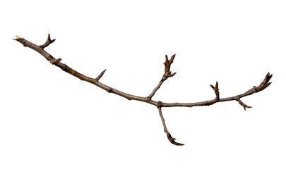Dry tree branch on a white background isolation top view