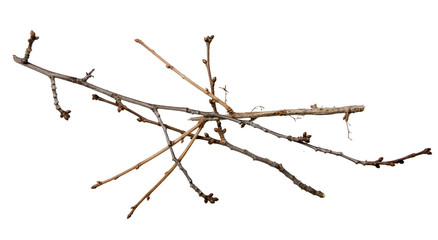Dry tree branch on a white background isolation top view © Kabardins photo