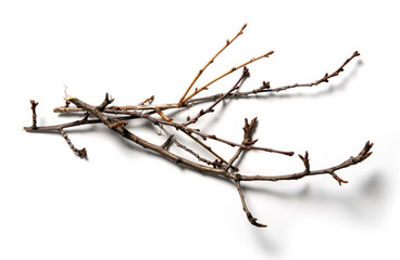 Dry tree branch on a white background isolation top view