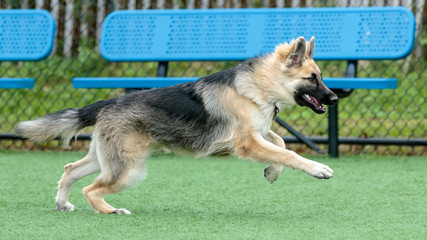 German Shepherd Puppy