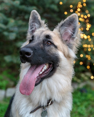 German Shepherd Puppy
