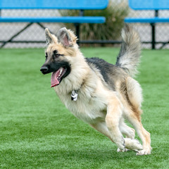 German Shepherd Puppy