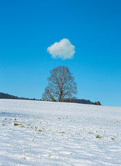 Alone frozen tree on winter field and blue sky with a cloud