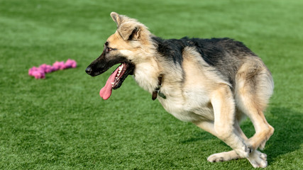 German Shepherd Puppy