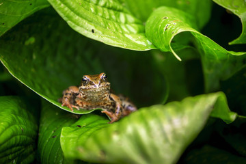Frog on a leaf