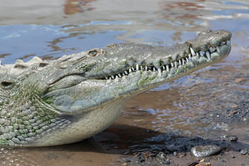 Female American Crocodile with head up