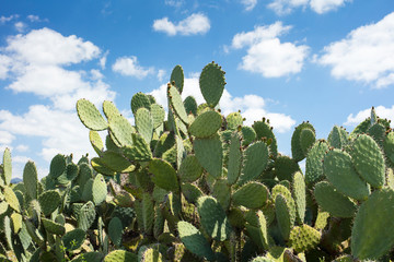 border from green cactuses under sky with clouds in Africa