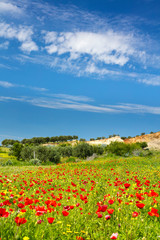red poppies and clouds in the sky in summer day in Morocco