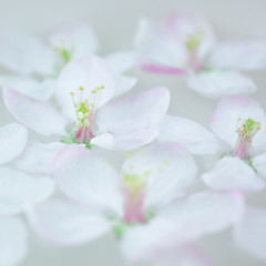 Fototapeta na wymiar White flowers floating in water