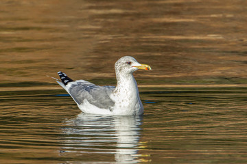 California gull in calm water.