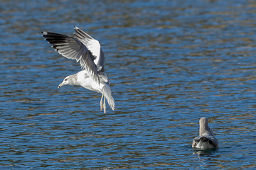 Seagull hovering just above the water.