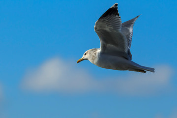 Seagull flies up in the blue sky.