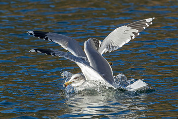 Two seaguls fighting for a fish.