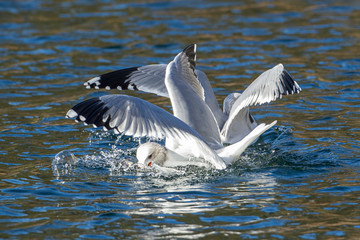 Seagull makes a splash getting a fish.