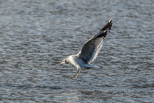 Gull hovers above the water.