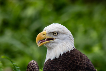 Bald eagle
