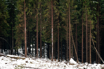 Fototapeta na wymiar Pine forest in winter