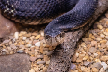 Cottonmouth snake