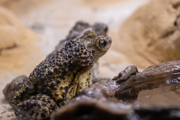 Fototapeta premium Cuban toad