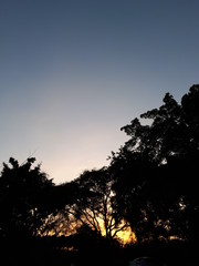 naturaleza en la oscuridad 