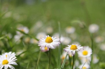 a daisy close-up in the meadow