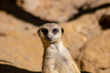 Little meerkat