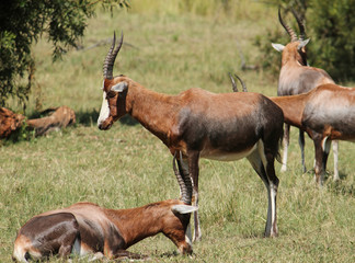 Naklejka na ściany i meble Antelopes in South African wildlife reserve