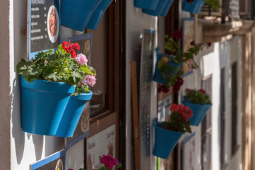 geraniums in blue flowerpots on wall