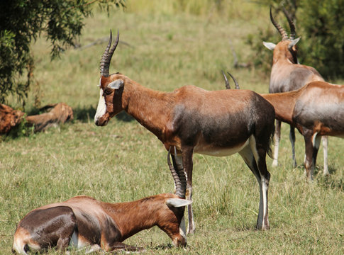 Antelopes in South African wildlife reserve