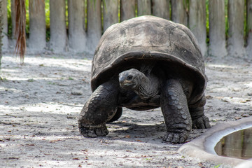 Galapagos tortoise