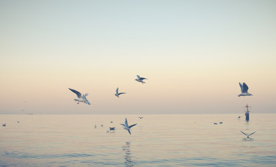 flock of seagulls flying over sea