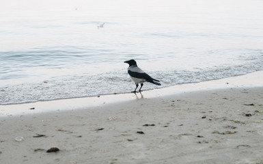 hooded crow on the beach