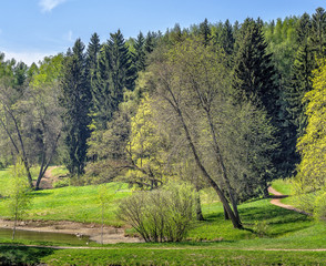 Forest on the banks of the river