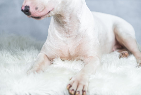 Portrait Photo Of Bull Terrier Dog With Empty Blue Space