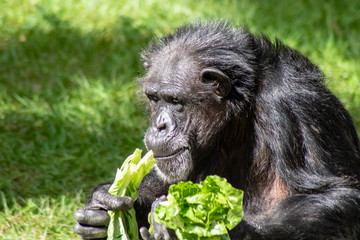 Adult chimpanzee