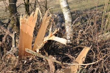 abgeknickter baum nach sturmschaden