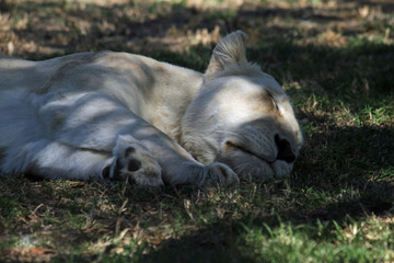 Sleepy lion in the shade in South Africa