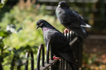 Pigeons perched in morning light in city park