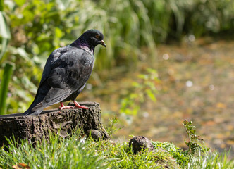 Feral pigeon in morning light by park pond