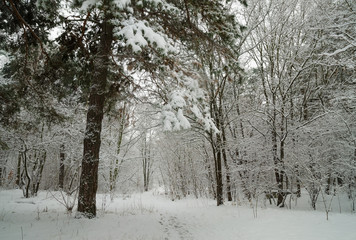 Winter forest in the snow. Trees and bushes in the snow. Snow on the branches of trees. Frosty, winter forest.