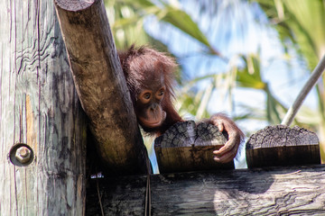 Baby bornean orangutan © Suzanna