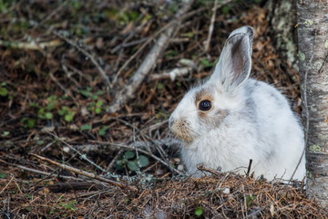 Snowshoe Hare Transition- winter to spring