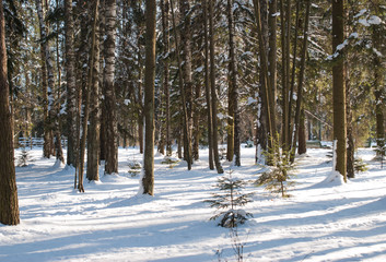 Trees on the edge of a winter forest in sunlight on a bright sunny day.