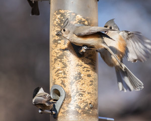 Tufted Titmouse and feathered friends at feeder