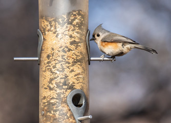 Tufted Titmouse at bird feeder in winter