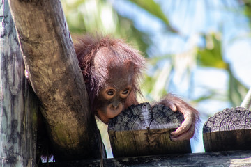 Baby bornean orangutan © Suzanna
