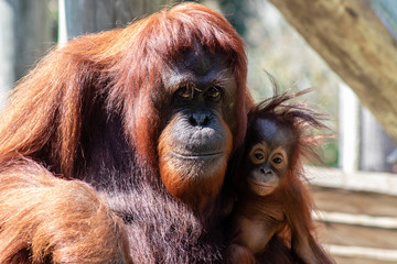 Mother and baby bornean orangutan