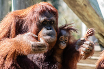 Mother and baby bornean orangutan © Suzanna